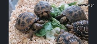 Russian tortoise