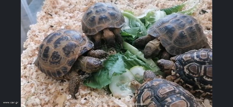 Russian tortoise