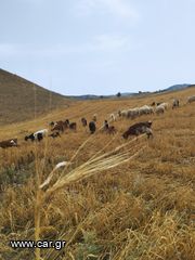 Πωλειται κοπαδι αιγοπροβατα ετοιμογεννα