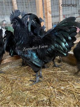 Ayam Cemani 3+1