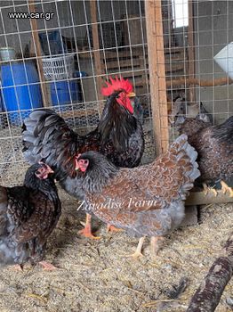 3 κοτες 1 κοκορας Barnevelder blue laced