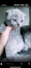 Scottish fold Scottish straight γατάκια