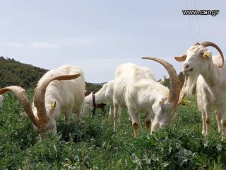 Πουλιούνται κατσίκια Zanen