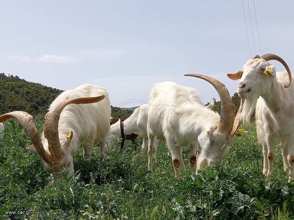 Πουλιούνται κατσίκια Zanen