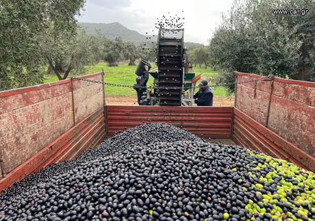 Παρθενο Ελαιόλαδο Μεσσηνιας τενεκες10kg