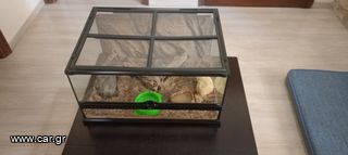 Σαύρα gecko-thumb-1