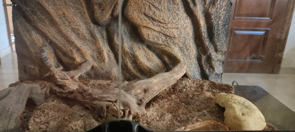 Σαύρα gecko
