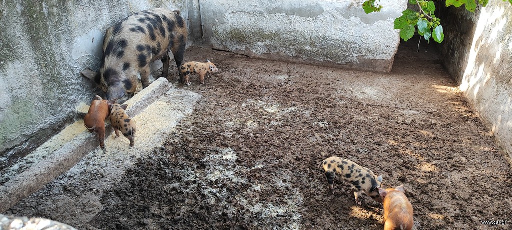 Πωλούνται γουρουνάκια ράτσα Duroc