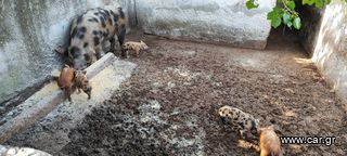 Πωλούνται γουρουνάκια ράτσα Duroc