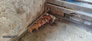 Πωλούνται γουρουνάκια ράτσα Duroc-thumb-5