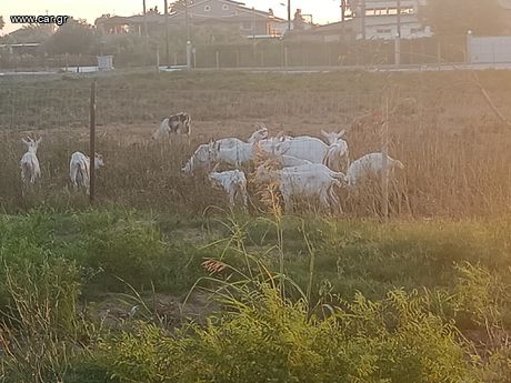 Κατσηκια ζανεν τραγάκια γαλακτοπαραγογης