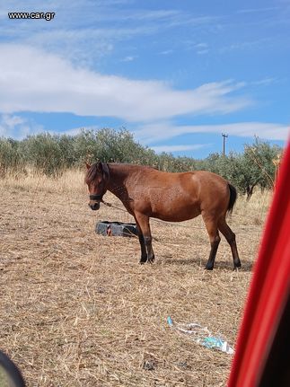 Αραβανι με συριας