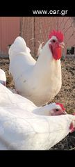 Αυγά Εκκόλαψης White Australorp-thumb-2