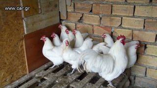 Αυγά Εκκόλαψης White Australorp-thumb-3