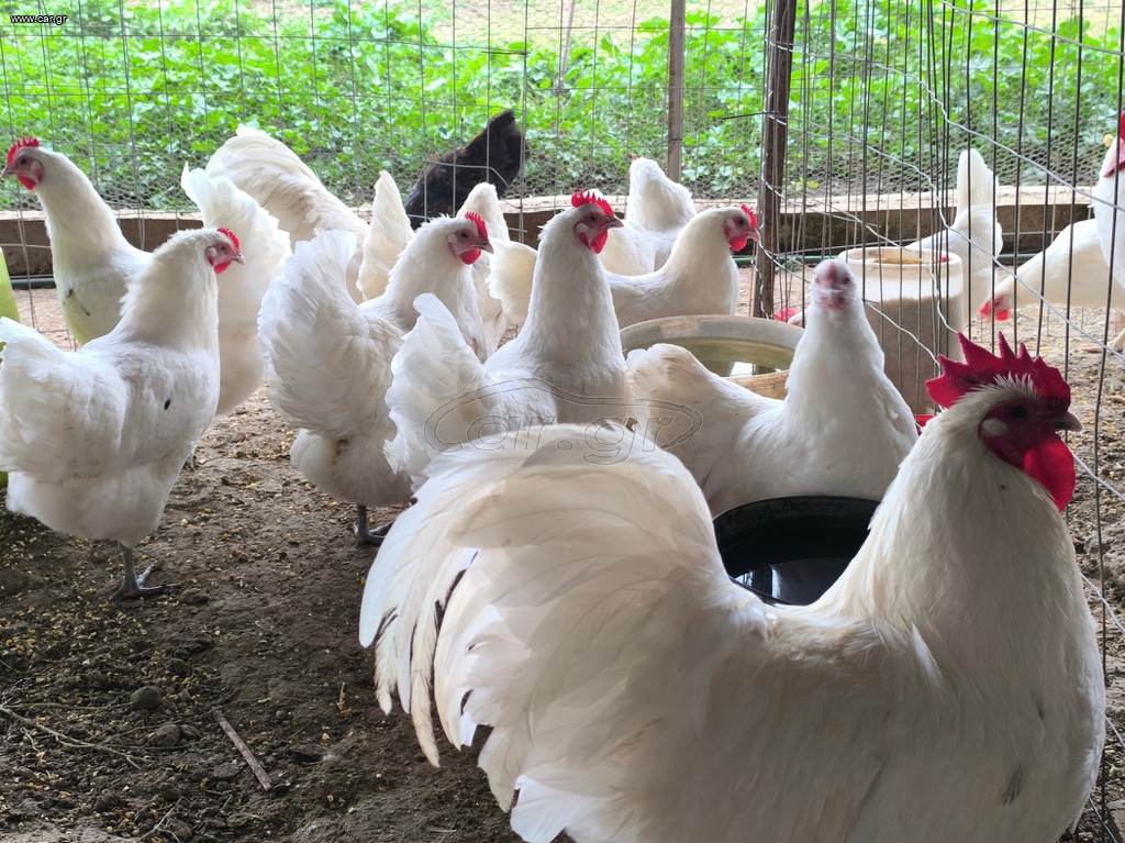 Αυγά Εκκόλαψης White Australorp