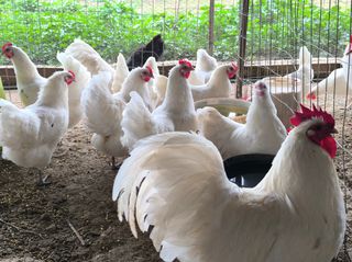 Αυγά Εκκόλαψης White Australorp