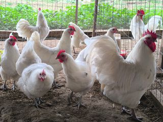 Αυγά Εκκόλαψης White Australorp-thumb-4