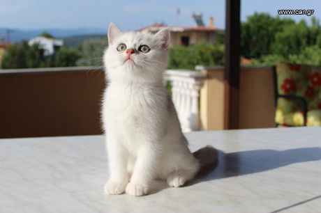 British Shorthair, silver chinchilla NS11