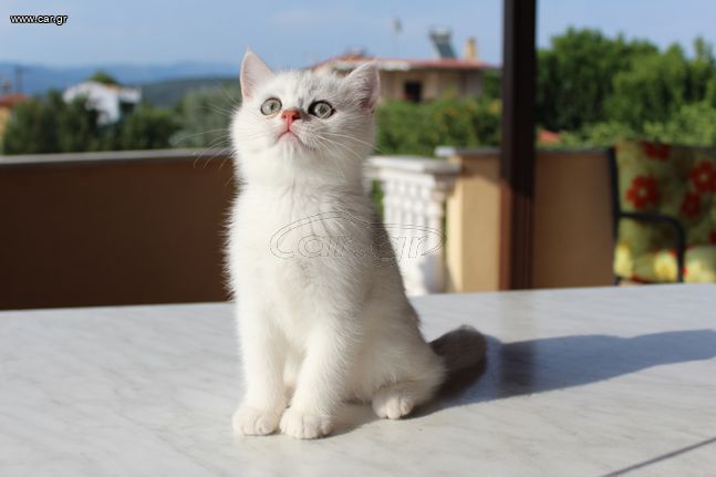 British Shorthair, silver chinchilla NS11