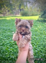 Yorkshire Terrier - Γιορκσάιρ Τεριέ