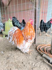 Buff Mottled Cochin Bandam Κόκορας 10 μηνών