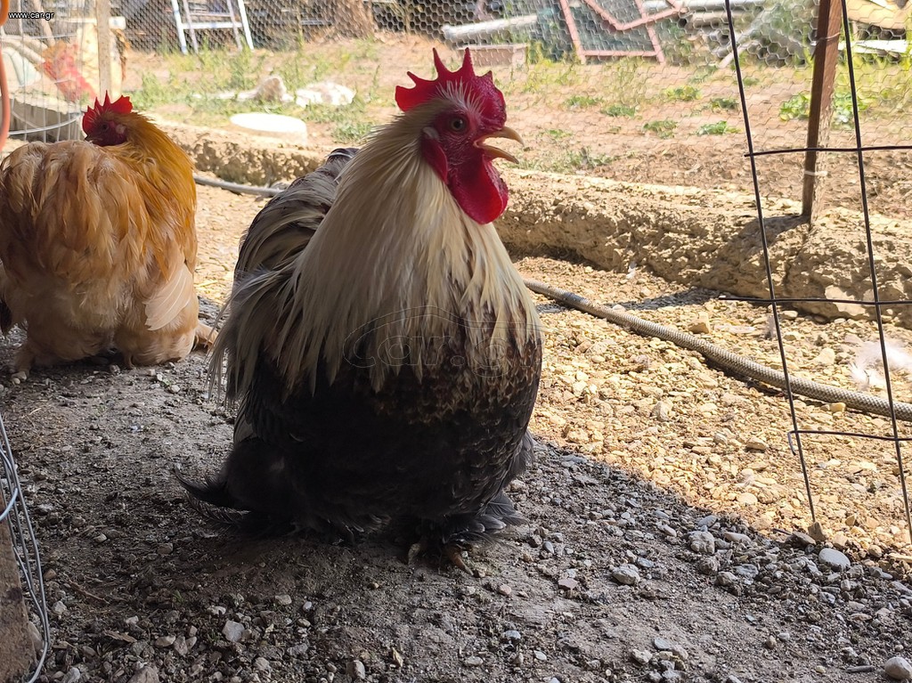 Silver Wheaton Bandam Αρσενικό