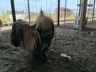 Silver Wheaton Bandam Αρσενικό-thumb-2