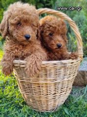 Poodle-Πούντλ-thumb-3