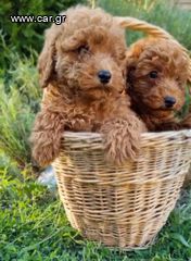 Poodle-Πούντλ-thumb-4