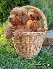 Poodle-Πούντλ-thumb-5