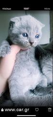 Scottish fold - Scottish straight