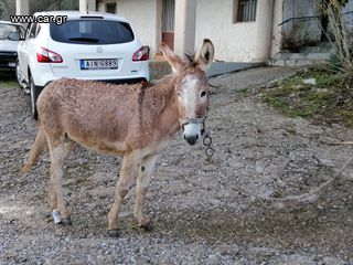 Πωλείται γαιδαρος