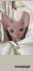 SPHYNX