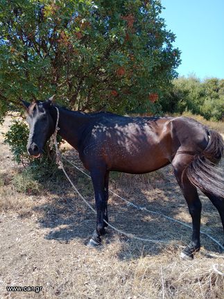 Αλογο