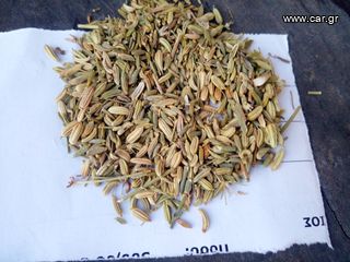 ΓΛΥΚΑΝΙΣΟΣ-ΜΑΡΑΘΟΣΠΟΡΟΣ