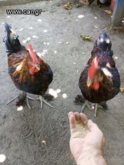 BLACK COPPER MARANS