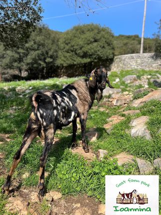 Καθαρόαιμο αγγλονουμπια