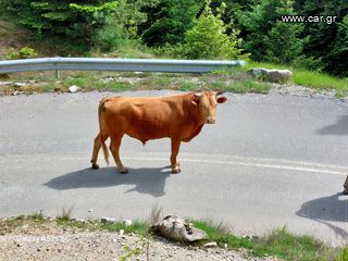 Πωλείται ταυρος