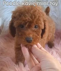 Poodle κανις mini k'toy διάφορα χρώματα και κόκκινα ως 3-4 κιλά