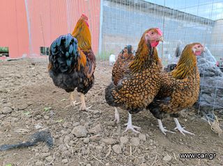 Golden Laced Wyandotte Αυγά Εκκόλαψης