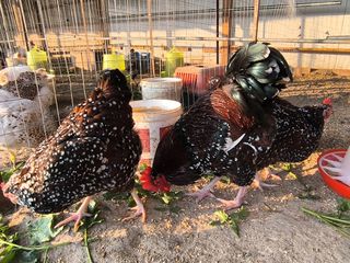 Sussex Speckled Αυγά Εκκόλαψης