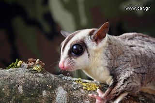 Sugar glider