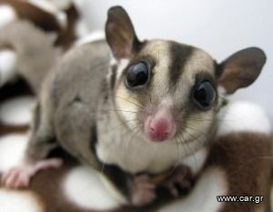 Sugar glider-thumb-1