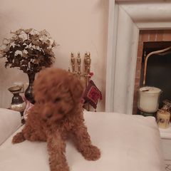 caniche poodle-thumb-2