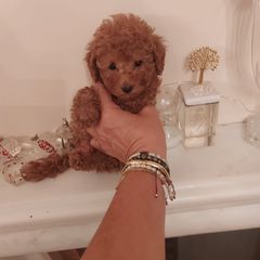 caniche poodle-thumb-3