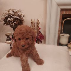 caniche poodle