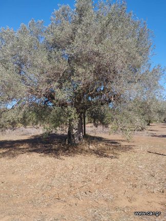 Μαυρελιά 200 χρονών