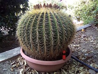 κακτος echinocactus grussoni 20 ετων 173cm περιμετρος