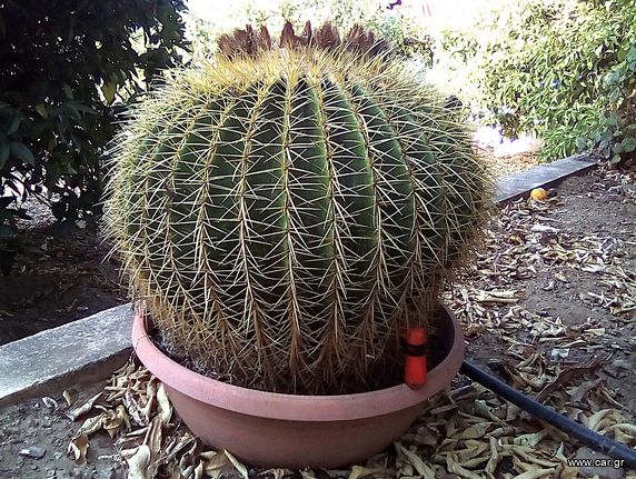 κακτος echinocactus grussoni 20 ετων 173cm περιμετρος