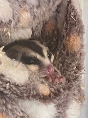 Sugar glider